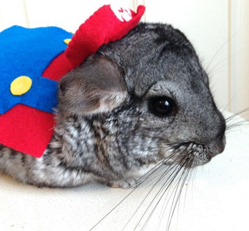 smb chinchilla wearing super mario costume.jpg