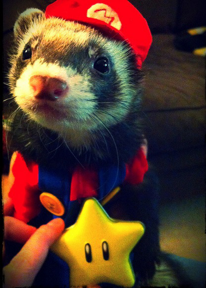 smb ferret mario costume.jpg