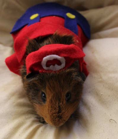 smb guinea pig mario costume.jpg