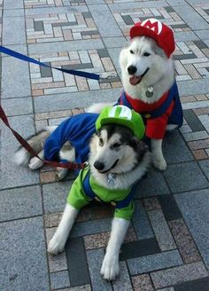 smb husky costume.jpg